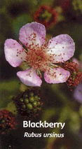 fleur de Californie Blackberry / Blackberry  California flower