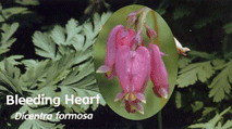 BLEEDING HEART (COEUR SAIGNANT DES JARDINS)   Fleurs de Californie, recommandée pour : symbiose ou attachement excessifs, possessivité, jalousie en amour, dépendance affective.