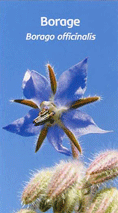 fleur de Californie Borage / Borage California flower