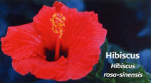 HIBISCUS (HIBISCUS)   Fleurs de Californie, recommandée pour : apathie sexuelle, frigidité, pour tous ceux qui vivent mal leur sexualité, s'adresse aux hommes comme aux femmes.
