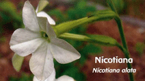 NICOTIANA (TABAC)   Fleurs de Californie, recommandée pour : dépendance au tabac, refus des émotions.