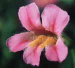 PINK MONKEYFLOWER (MIMULE ROSE)   Fleurs de Californie, recommandée pour : repli sur soi, honte et dévalorisation, dissimulation de sa vraie nature.