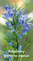 fleur de Romarin illustrant les fleurs de Californie / Rosemary flower illustrating California flowers