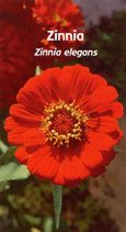 fleur de Californie Zinnia / Zinnia California flower